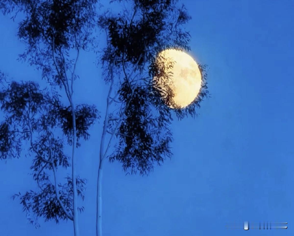秋日生活打卡季暮色漫染深蓝夜空，一轮圆月悬于天际，树影婆娑交错，朦胧的枝桠半掩皎