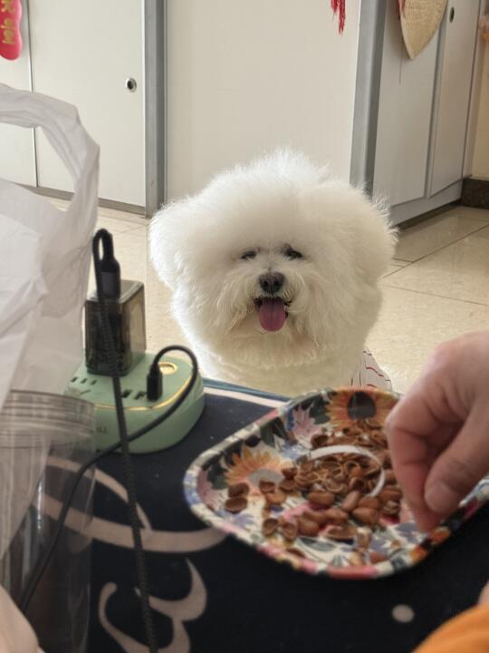 嬉皮笑脸馋嘴小狗😋