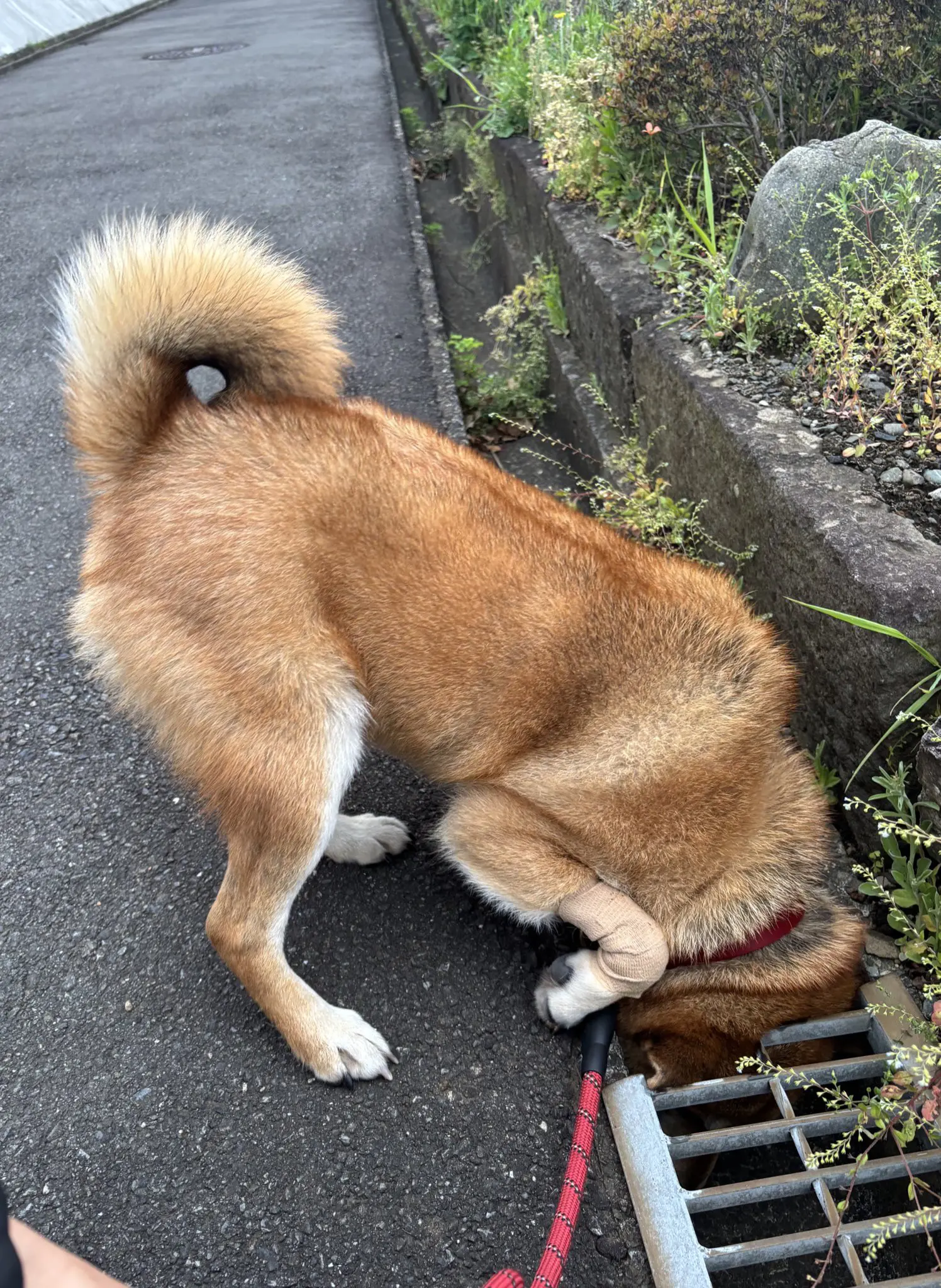 它似乎忘了它爪子是怎么受伤的了