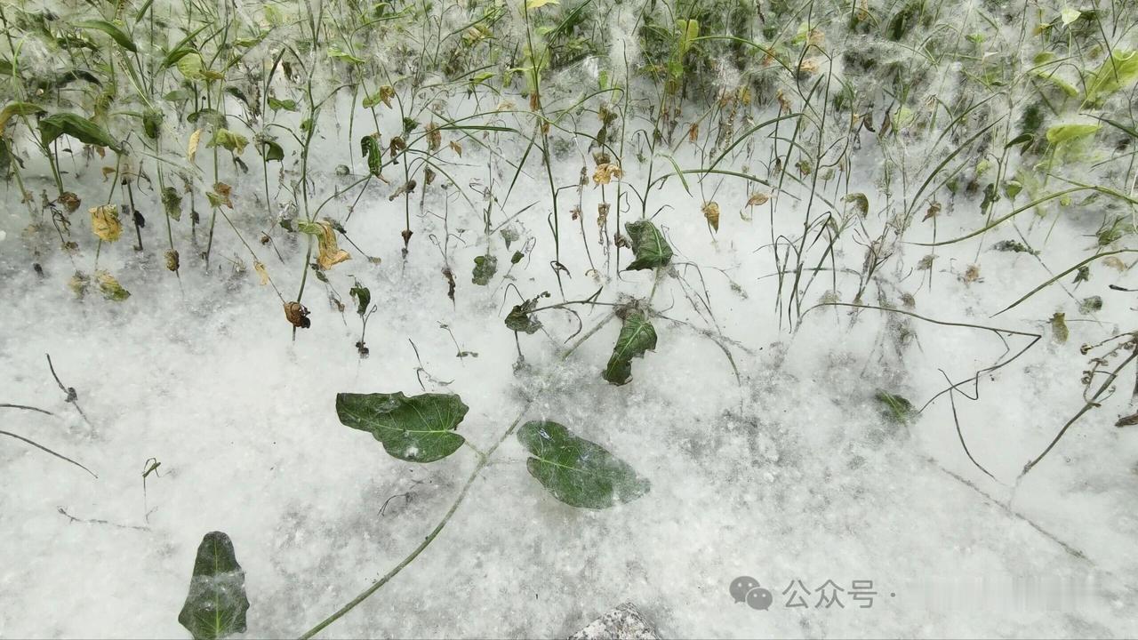 杨絮如雪，莫要玩火