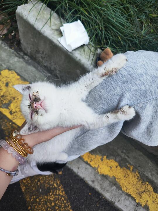 小猫变新了！