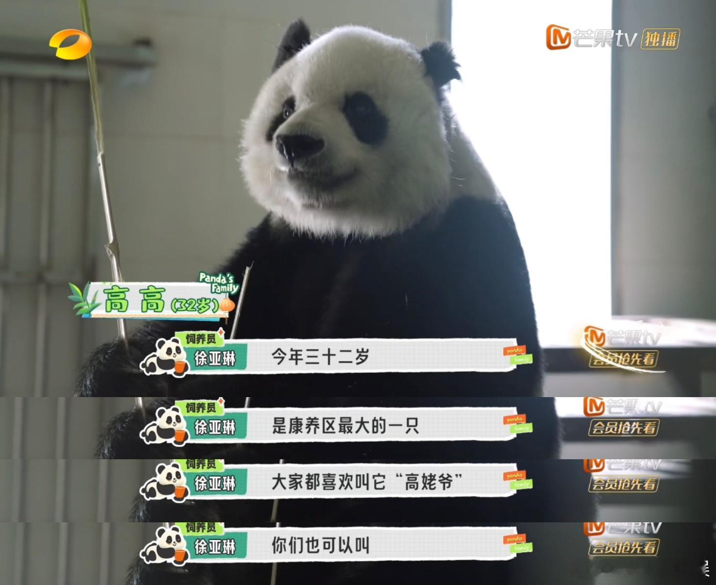 #康养区的老年大熊猫#看得出来饲养员们真的在用心的对待这些孩子们#熊猫一家人# 