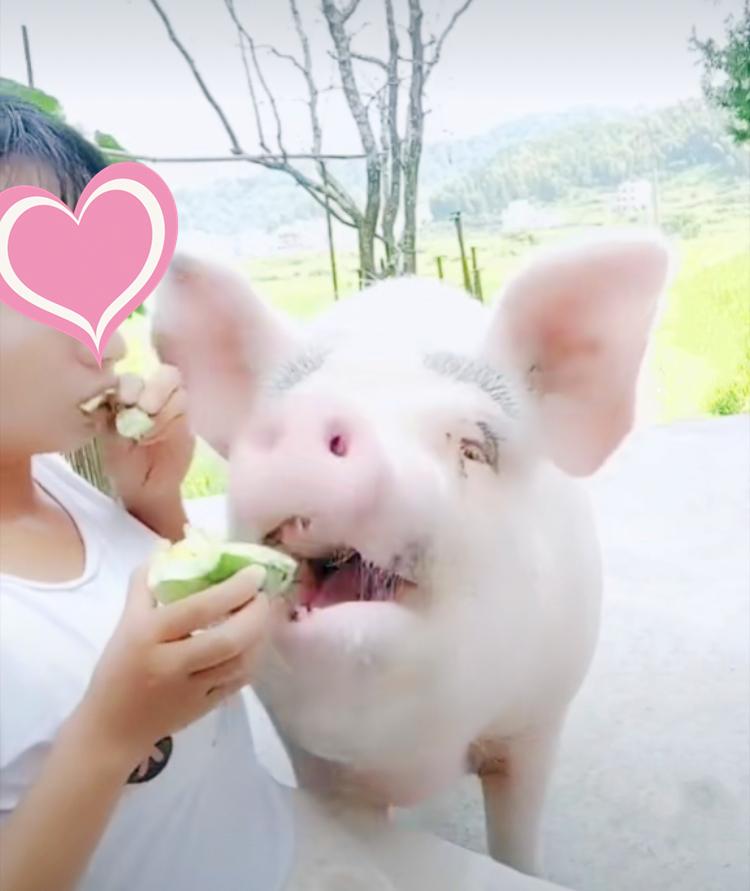 完了！真的让猪“拱”了......