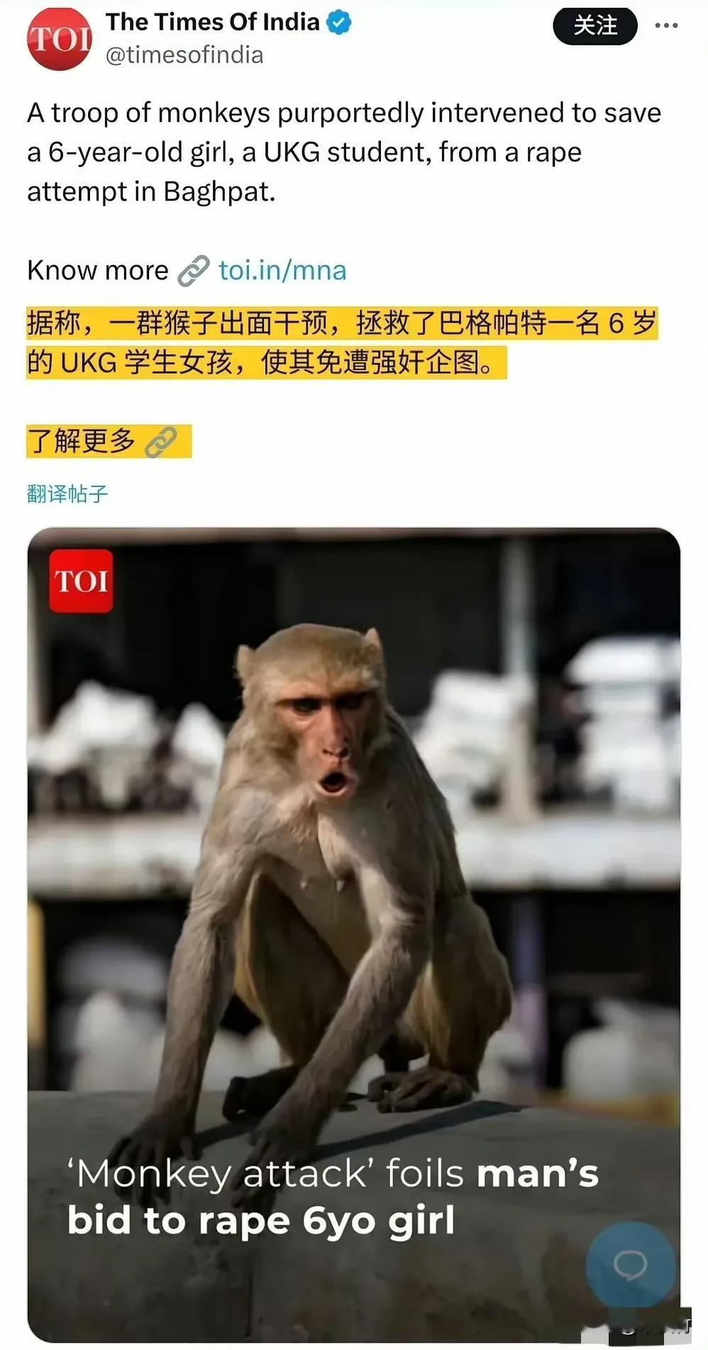 印度巴格帕特，一名男子正要性侵6岁小女孩，一群龇牙咧嘴的野生猴子突然冲出来救下了