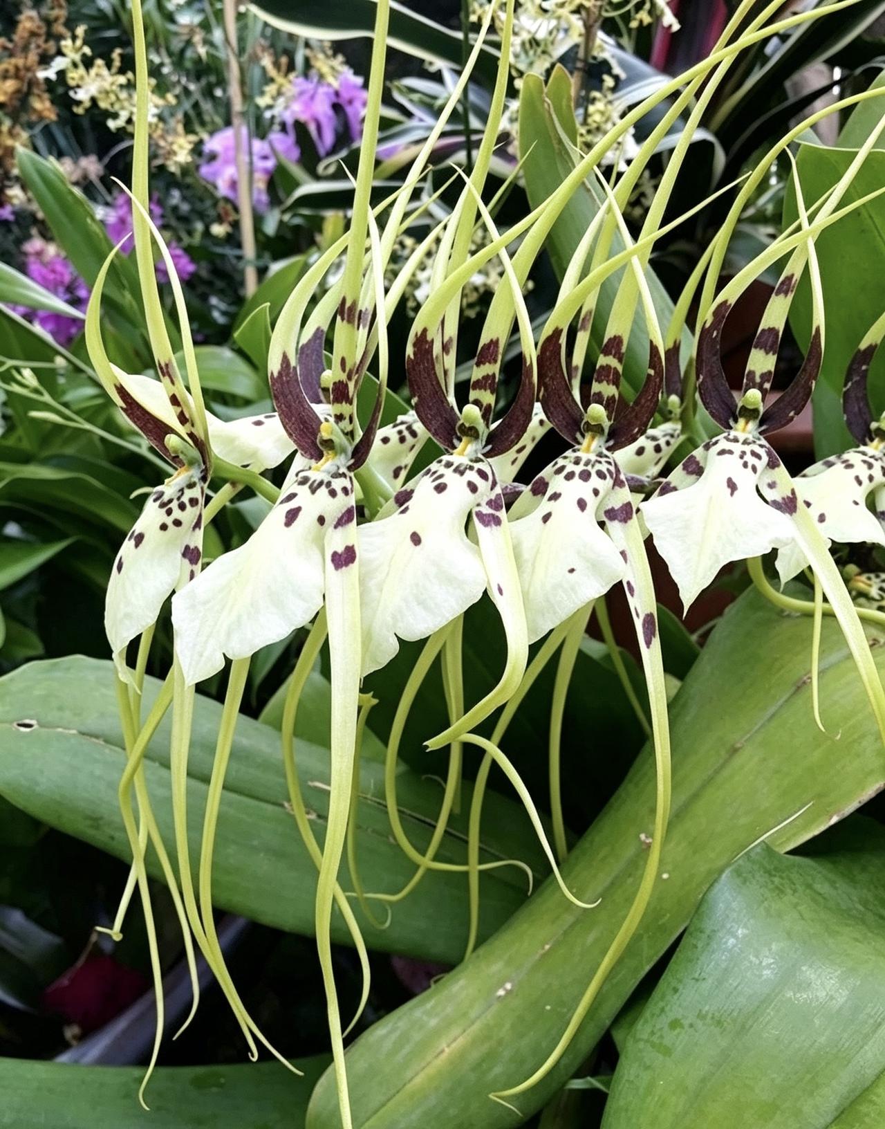 帝王长萼兰（帝王蜘蛛兰）
属名 Brassia = 长萼兰属，兰圈通用俗称：帝王