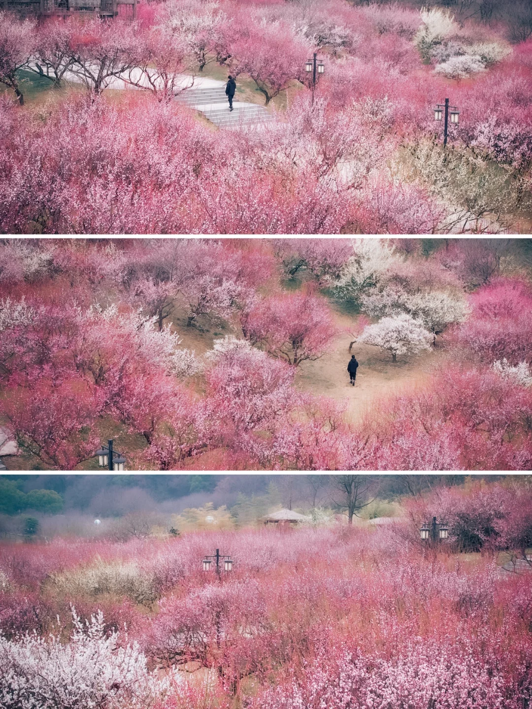 苏州赏花｜天啊~苏州这里的梅花开的也太美了