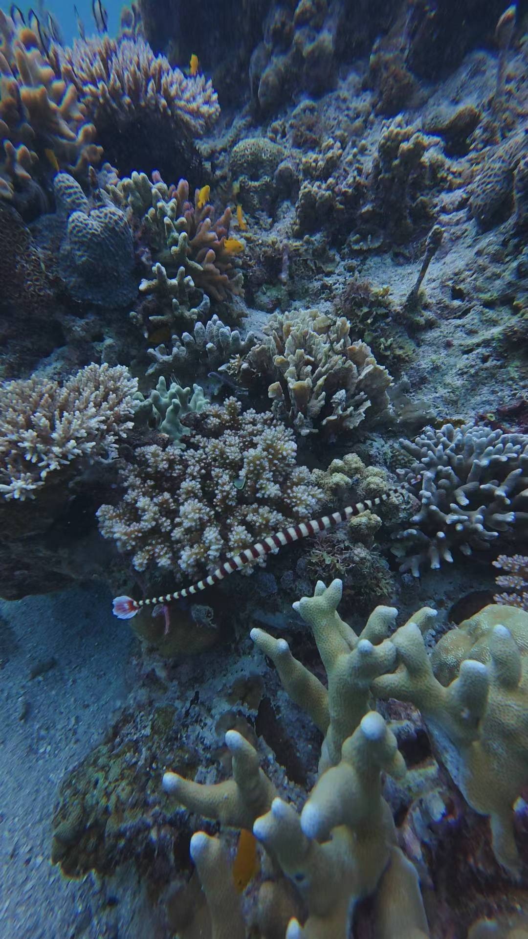 钱多多的打工日记来啦把自己扔进海里当了一天鱼🐟第一次潜水，紧张到狂背呼吸口诀结