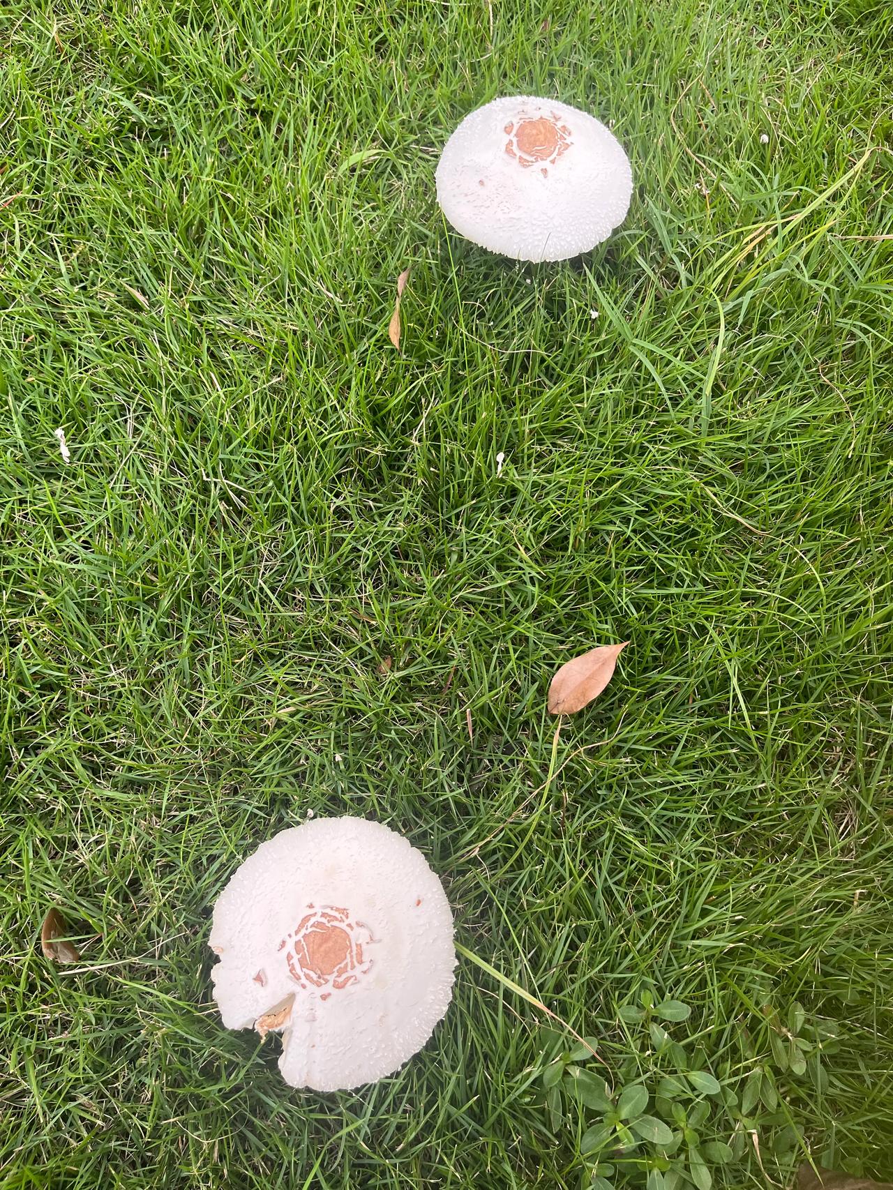 有没有人知道，这蘑菇叫什么名字？有没有毒☠️