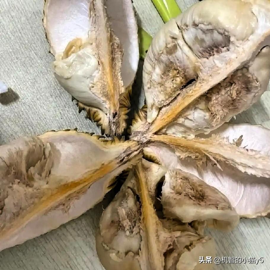 2026年8月，菲律宾榴莲出现滞销腐烂状况。部分菲律宾议员、农业官员以及马科斯政