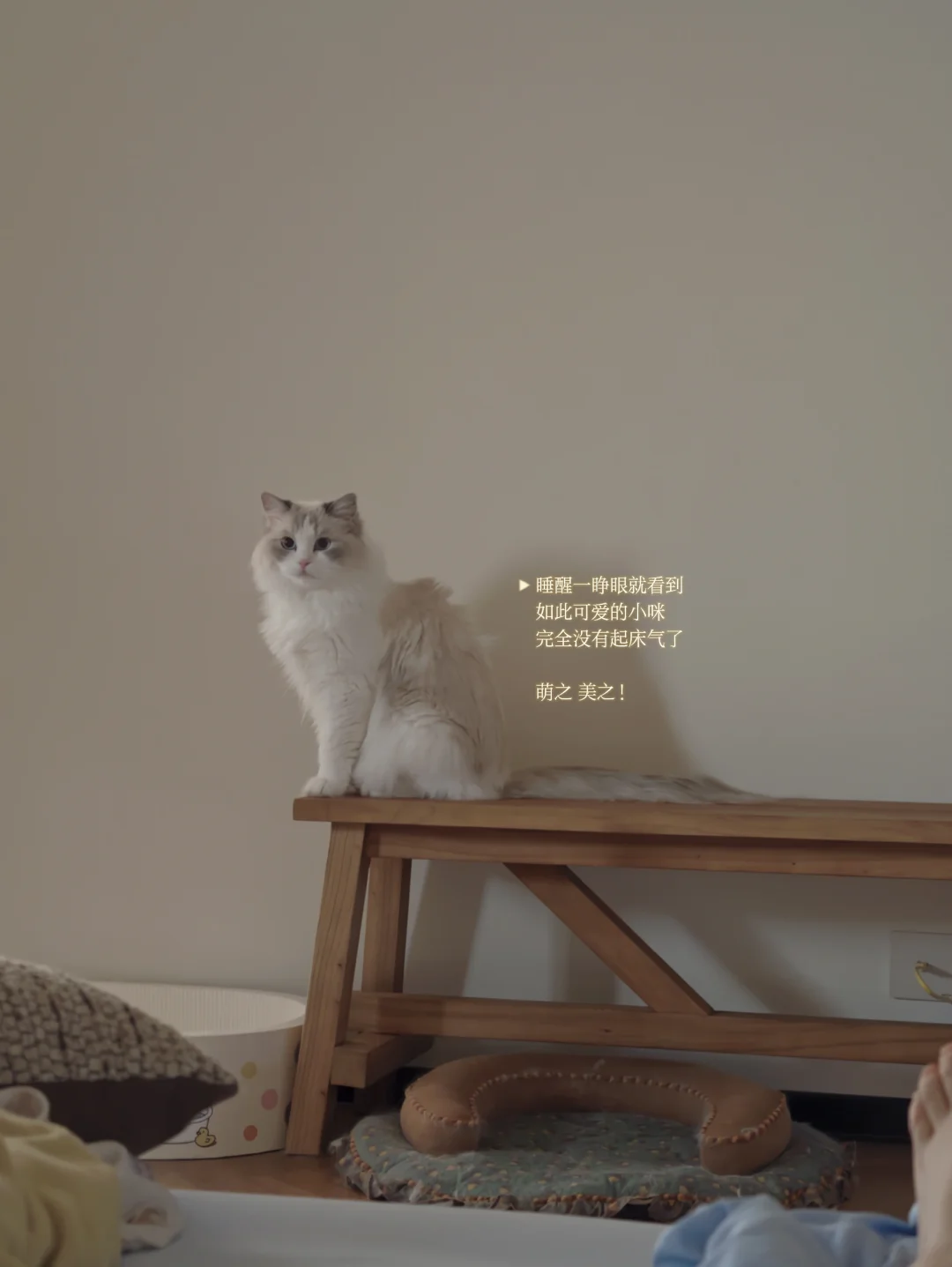 小猫日记|11唯粉速看（无17版