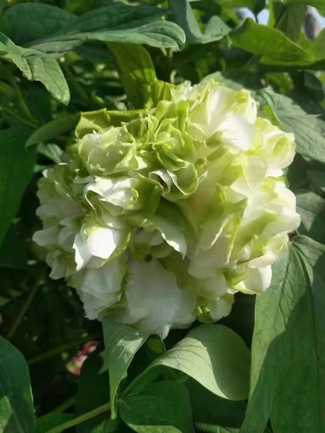 手机上谁有牡丹花图片洛阳牡丹