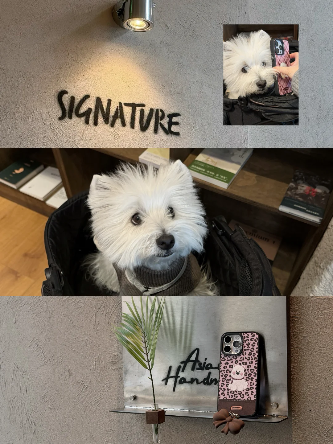 养了西高地 看到小白狗元素就走不动道🥺