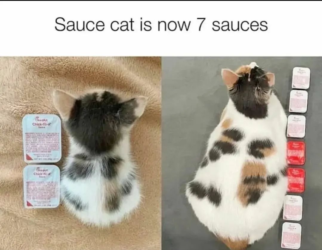 两盒果酱大的猫猫现在长到7盒果酱那么大了 ​​​