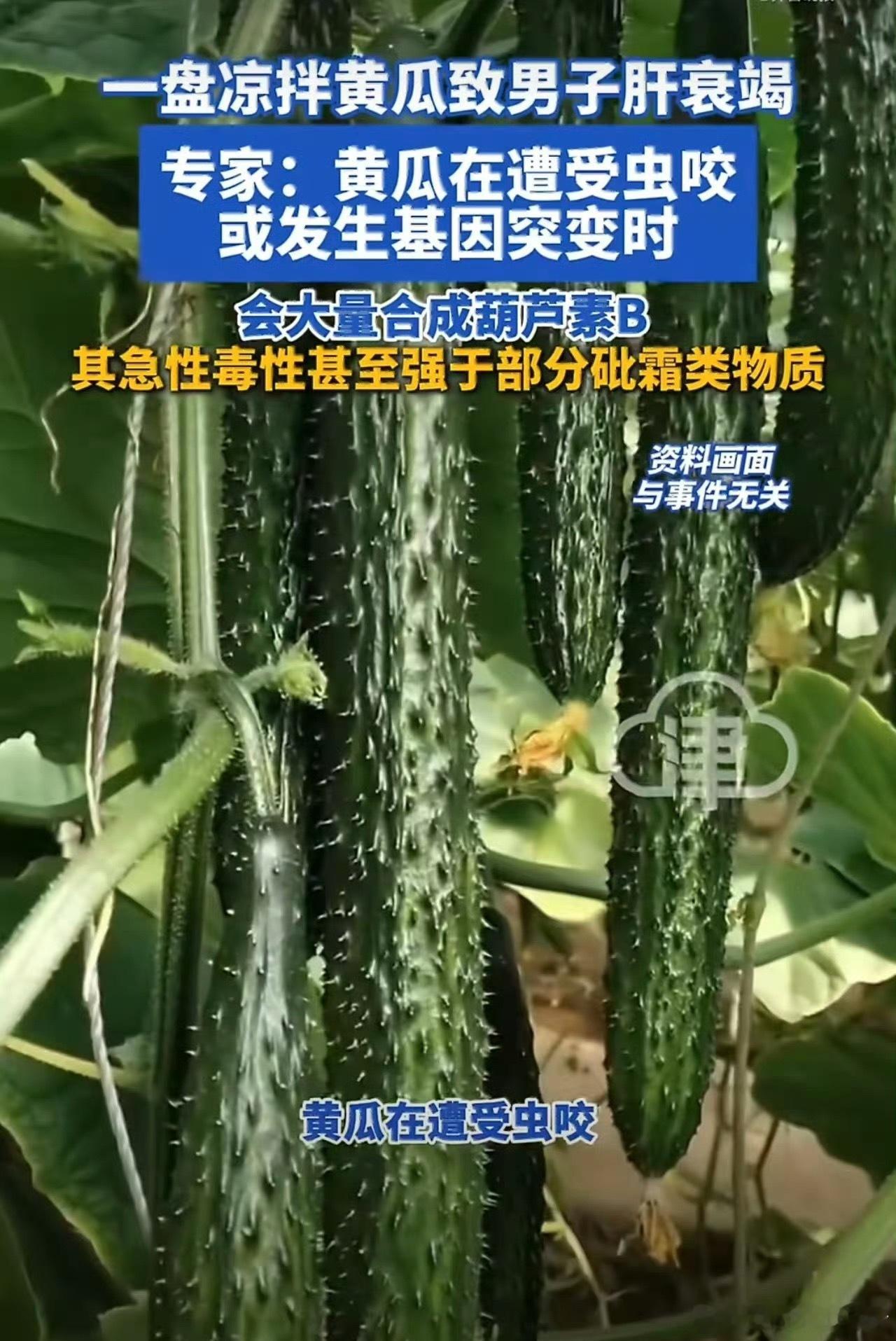 黄瓜这种情况比砒霜还毒很多老人总说：“黄瓜屁股苦是正常的”，其实真不是！那个苦味