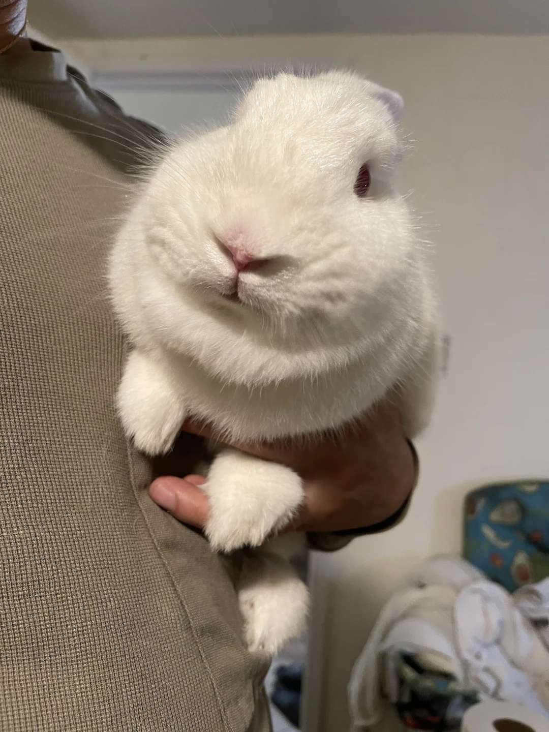 胖fufu圆嘟嘟的Angle弟弟
