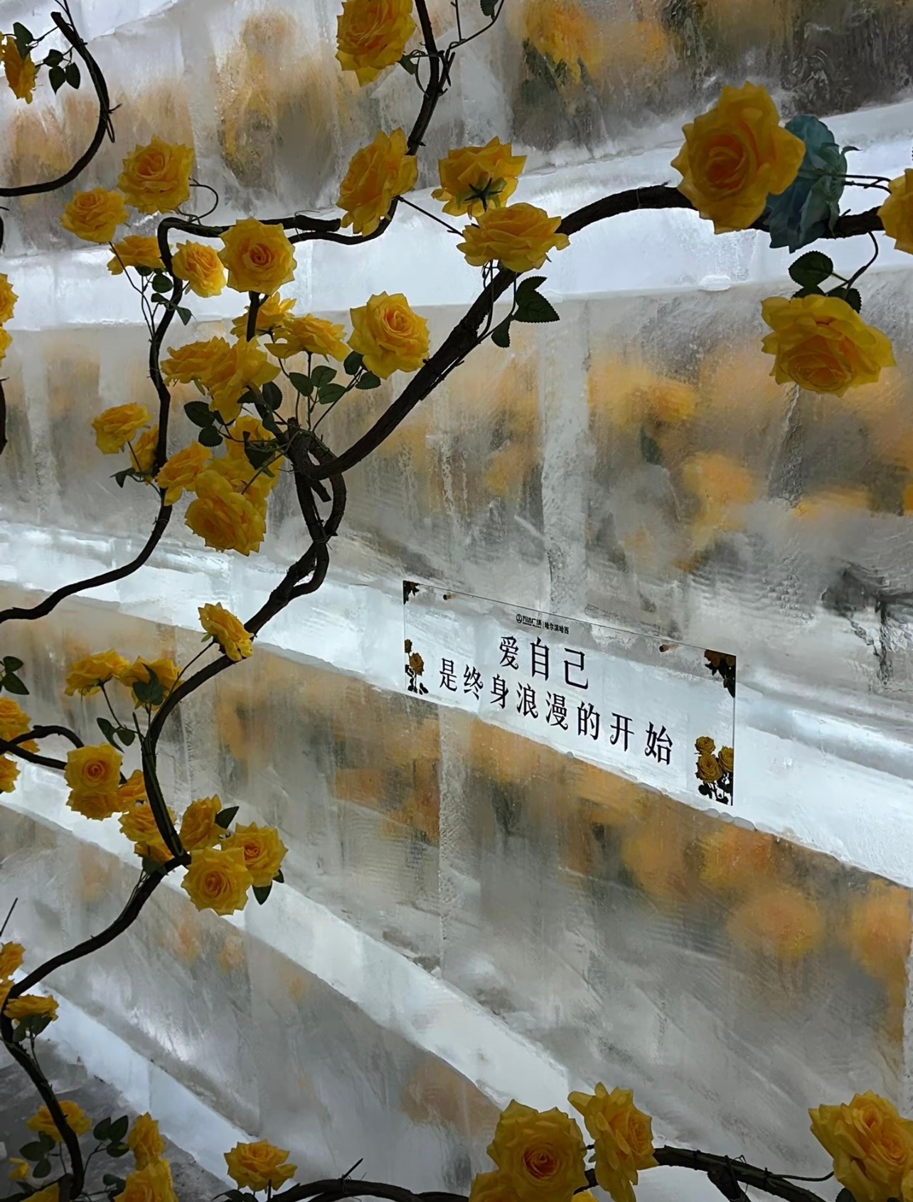 冰封黄玫瑰，北方城市独有的浪漫 