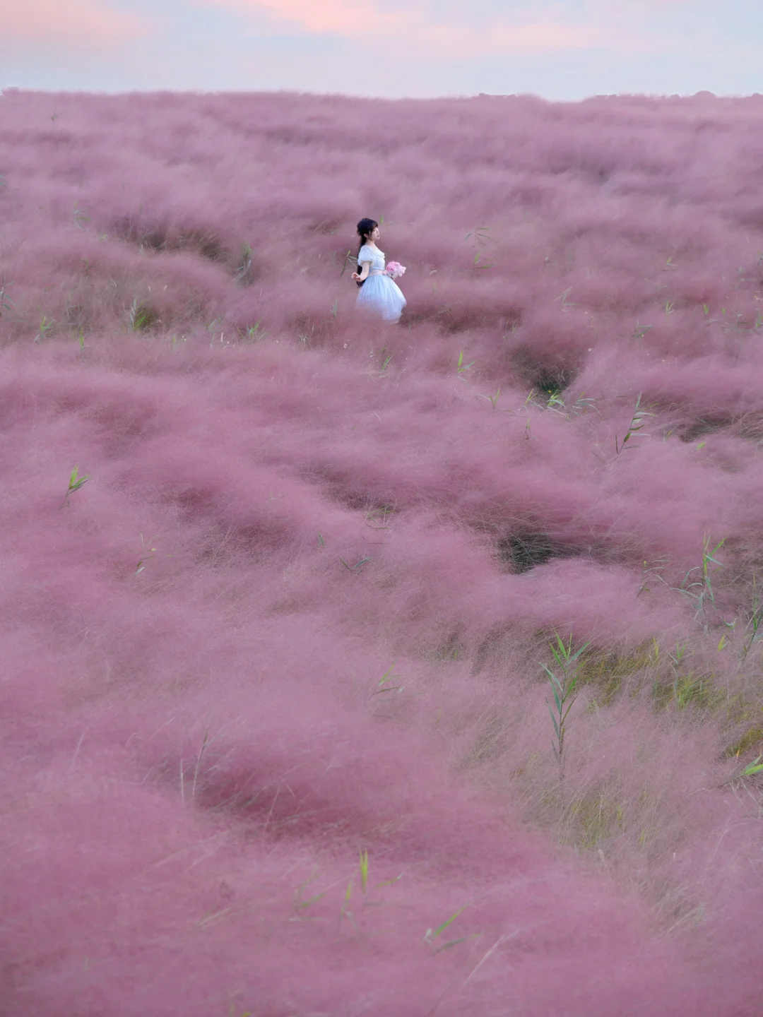 上海最大的粉黛花海盛开了