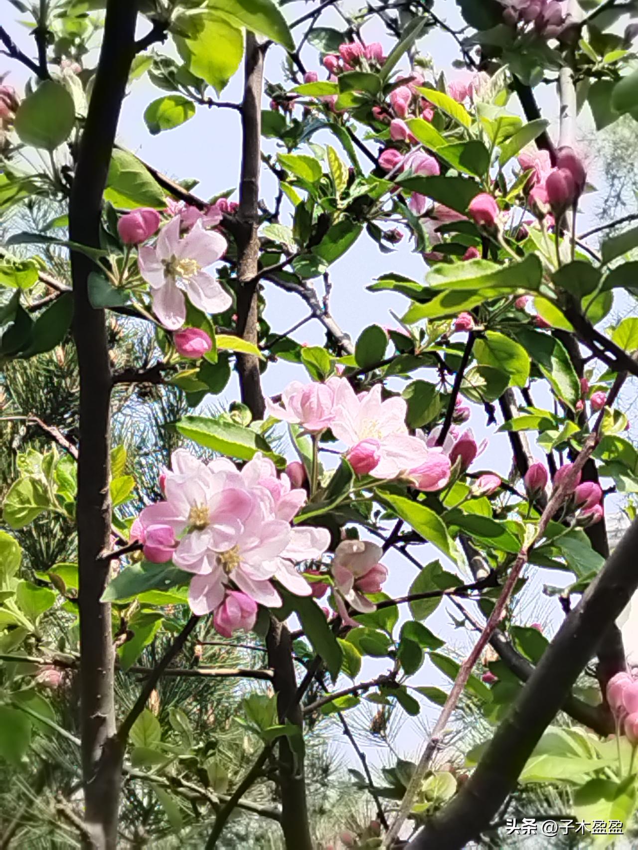 今天买菜路上，偶遇一对母女，妈妈穿格子衬衣，宽大牛子裤，女儿也穿同款格子衬衣，宽
