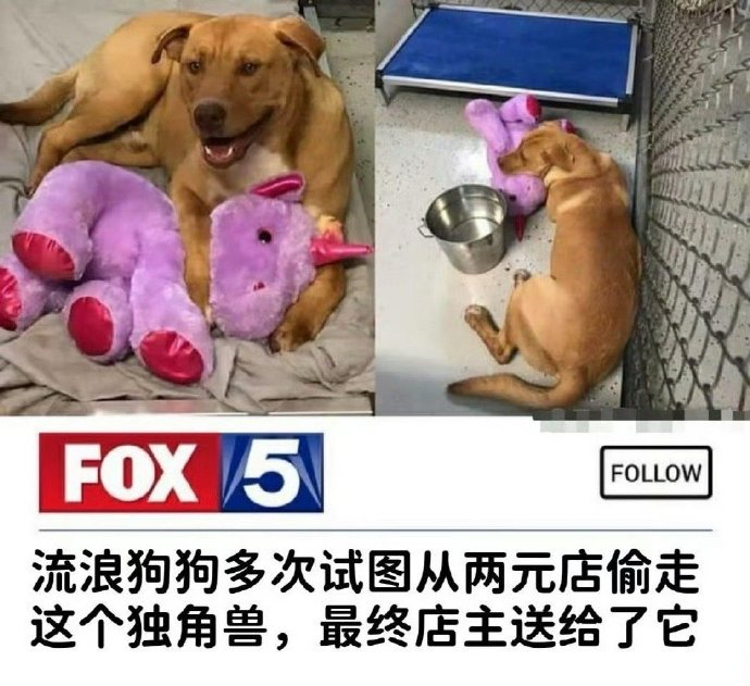 流浪狗狗多次试图从两元店偷走这个独角兽，最终店主送了给它 ​​​