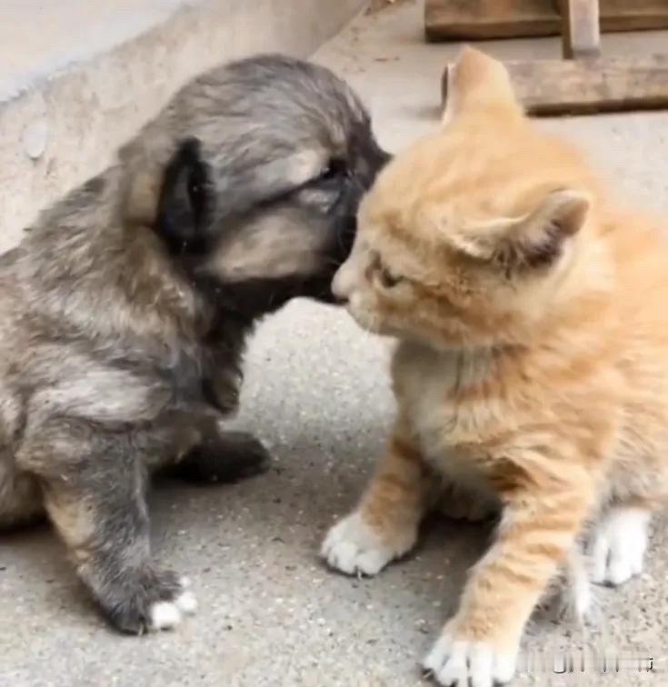 全网都看哭了。小丽三天前去上班的路上看到一只小奶狗，它不停地站到人的前面作揖乞求