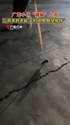 解释不清了！见过遛狗的溜猫的甚至是溜乌龟的，还是第一次看见溜老鼠的。

近日广东