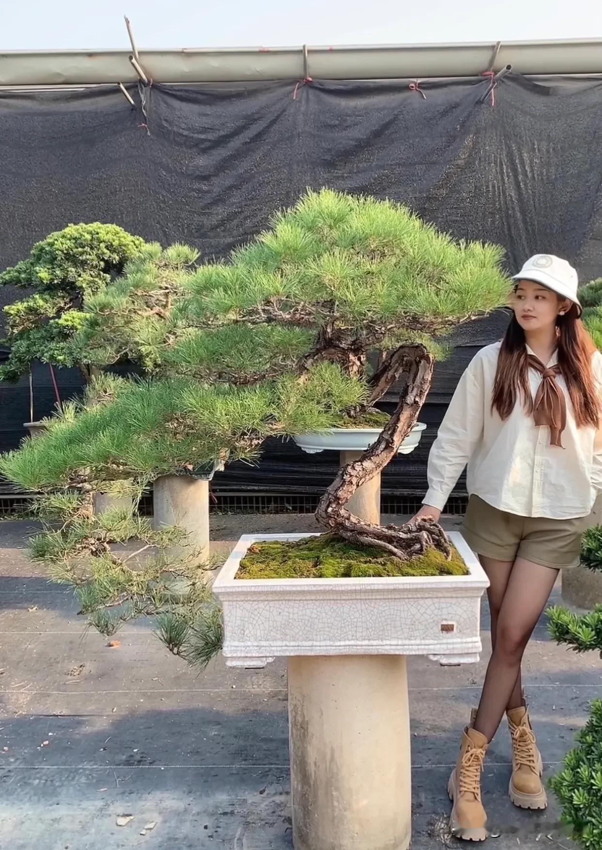 [给你小心心]18998364023盆景精品通过完美的艺术形象，以鲜明的时代精神