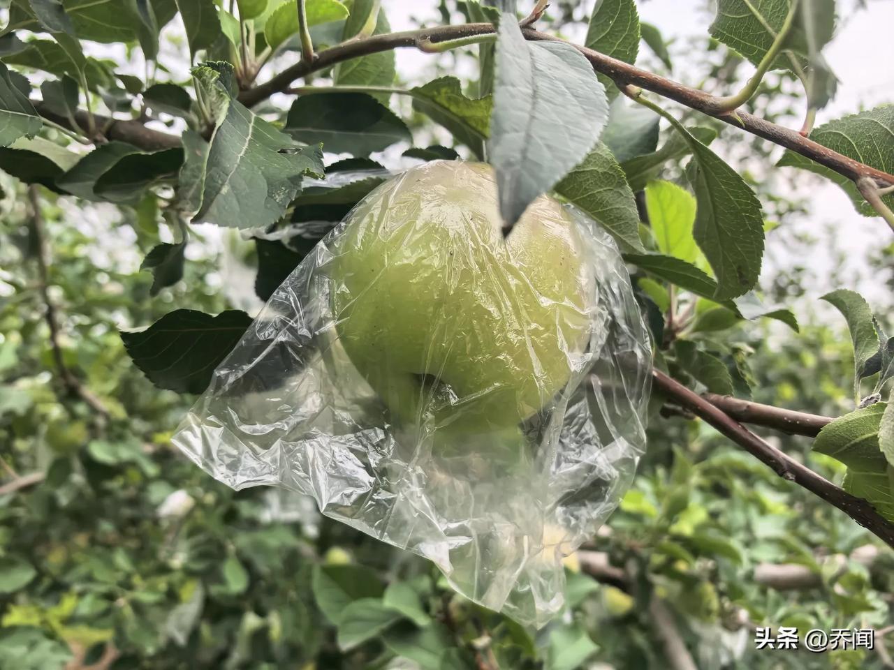【临江仙•秋雨绵绵】
秋雨绵绵秋色恋，赤橙黄绿青蓝。
偷将彩练碧空悬。
惹菊多亮