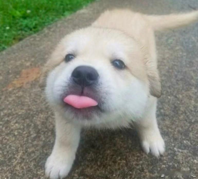 还有谁质疑徐振轩的狗狗塑？