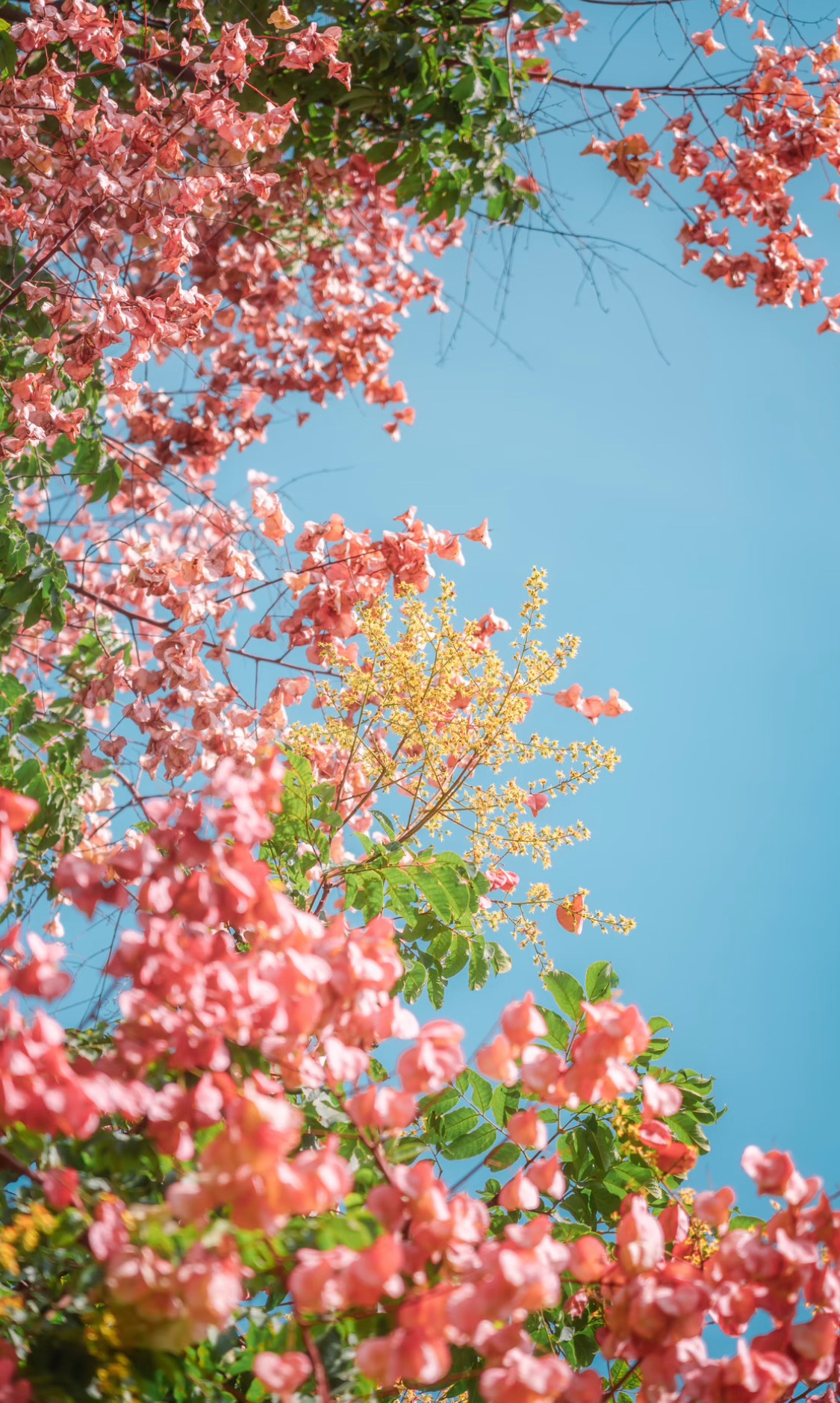 乍一看以为衣服领口是红色亮片，实际上深浅颜色的圆形装饰片叠放在一起会产生视觉误差