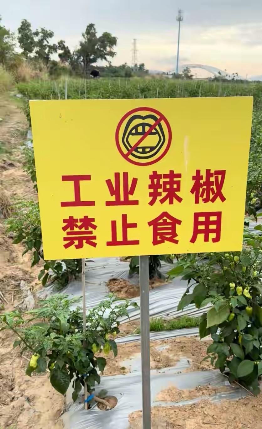 海南陵水田间的“工业辣椒，禁止食用”提示牌火了！网友纷纷好奇咋辣椒还不能吃，专家