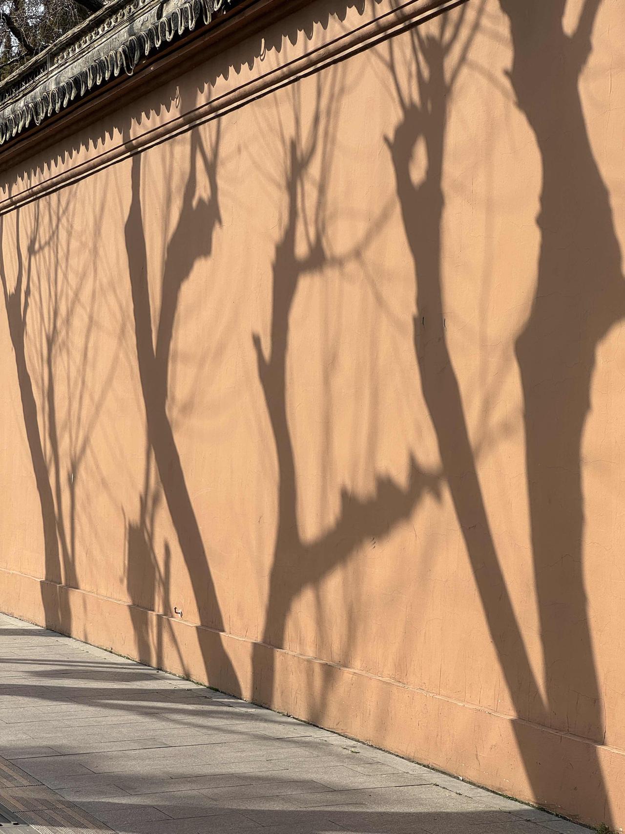 分享一张街景照片清晨走过孔庙，八九点钟的阳光正好。树影被轻轻投在黄墙上，疏疏落落