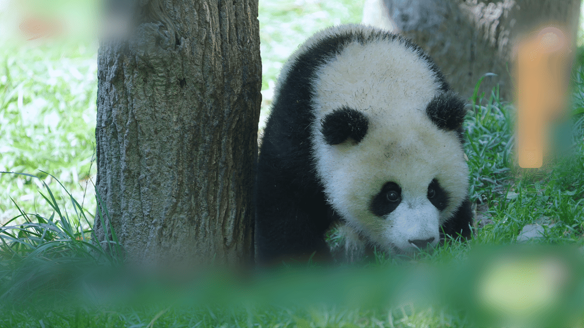 熊猫医生在阿坝日行数万步 无论例行体检还是突发状况，熊猫医生的身影总在第一线穿梭