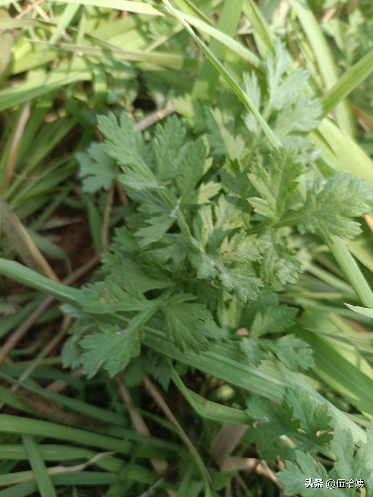 昨天河边掐了一点点薅草，为了不浪费，今天做青团，雪媚娘版本的。[笑哭]
第一步：