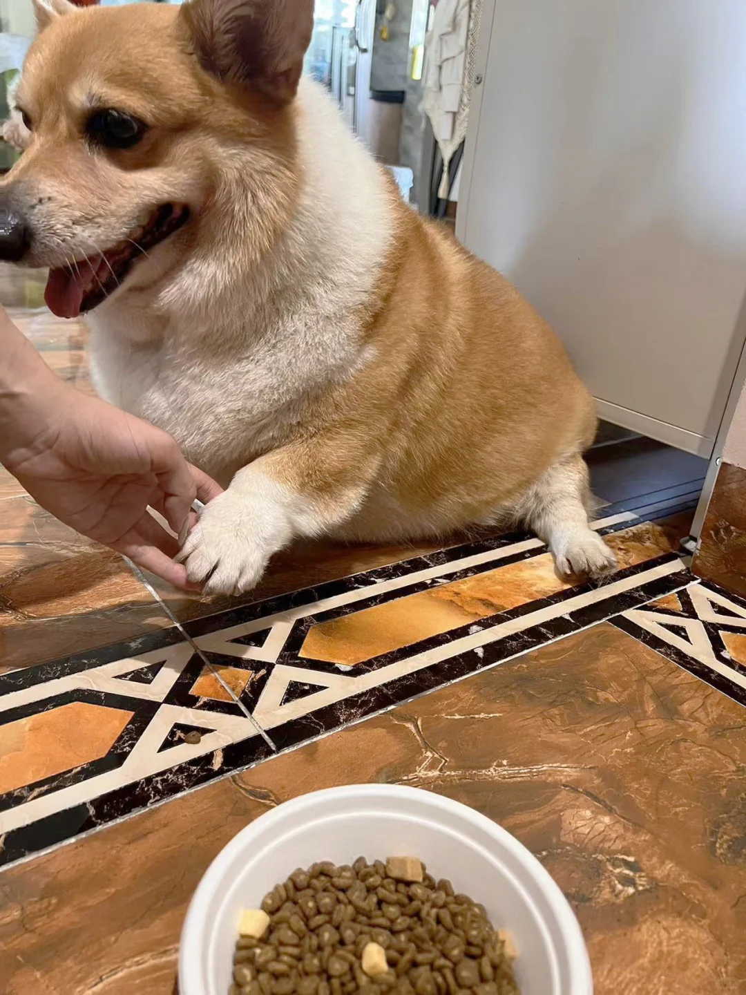 说椰子鸡是广东的省菜没人反驳吧？