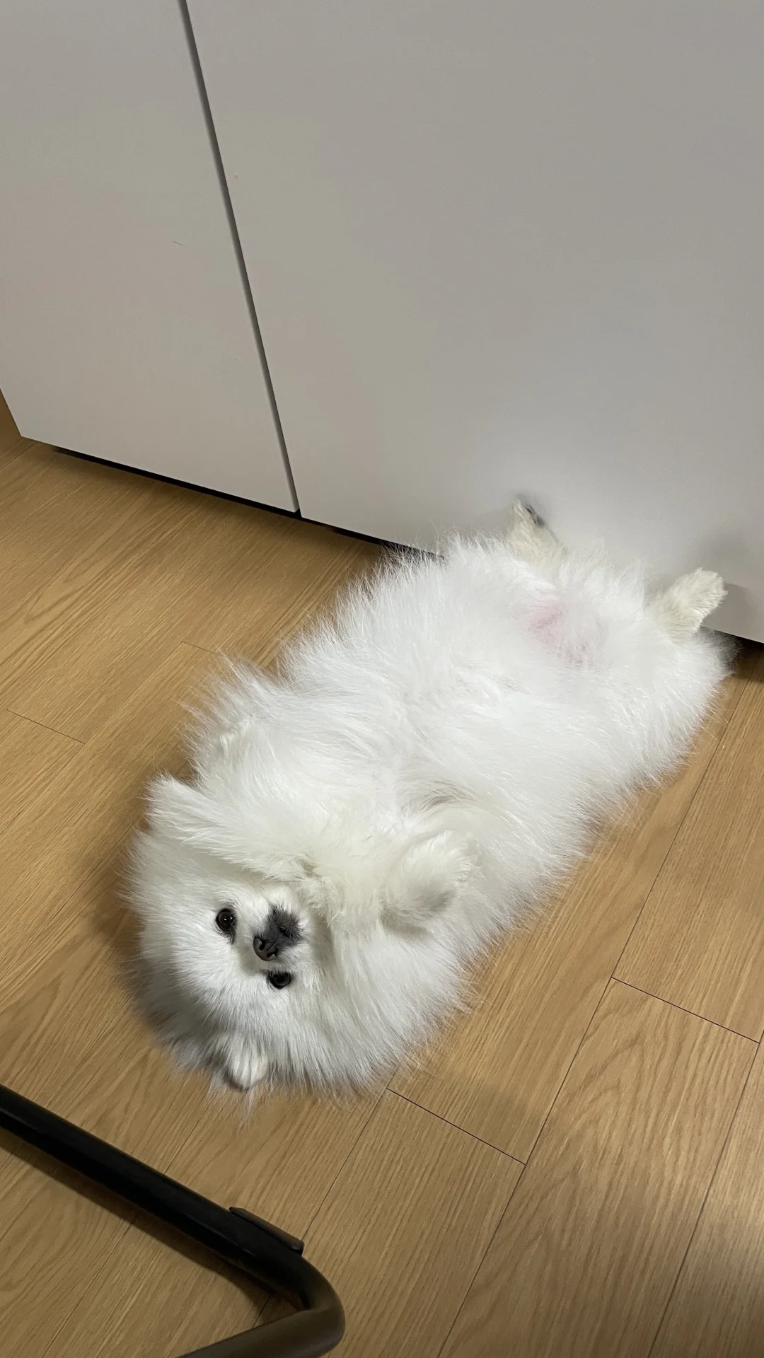 每天都在随地大小躺🦭