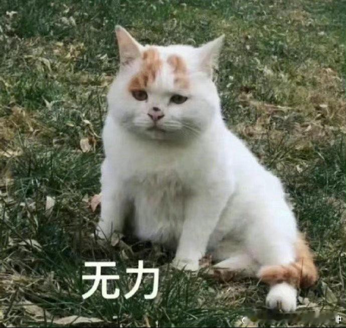 这个月的店子不是一般的惨（没事还能活