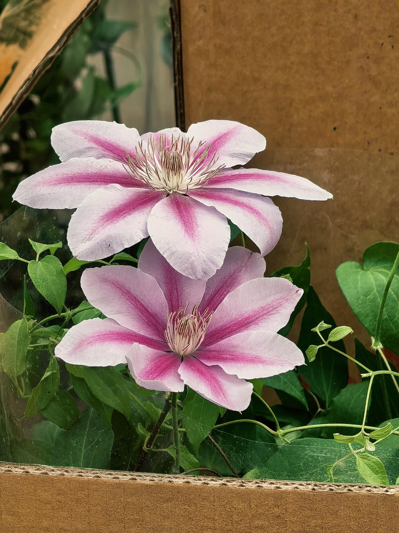 鲜花缤纷，绚丽多姿，
五彩斑斓，欣然绽放！

今日是五月二号，正值五一假期第二天