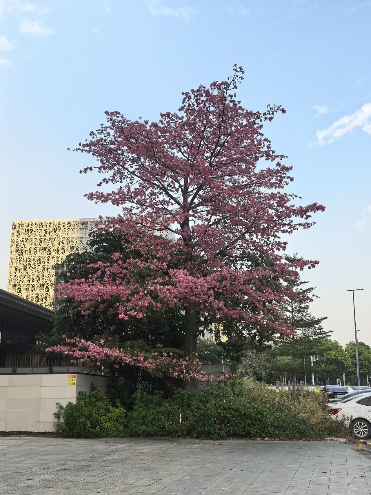 一张图证明冬天来了广东的冬天花开了