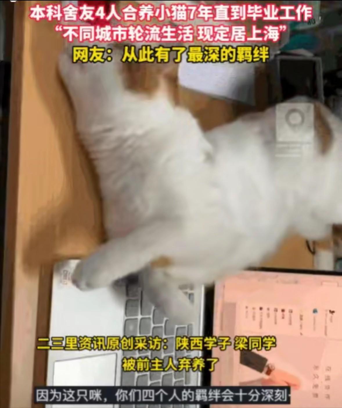 太有爱了！陕西，一男子和三位室友偶然收养了一只流浪猫。四个大男孩从此当起了“猫奴