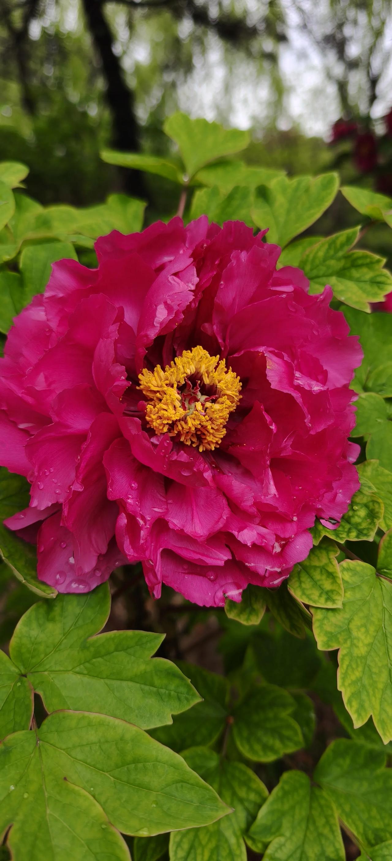 garden expo is a good place to go. It's 