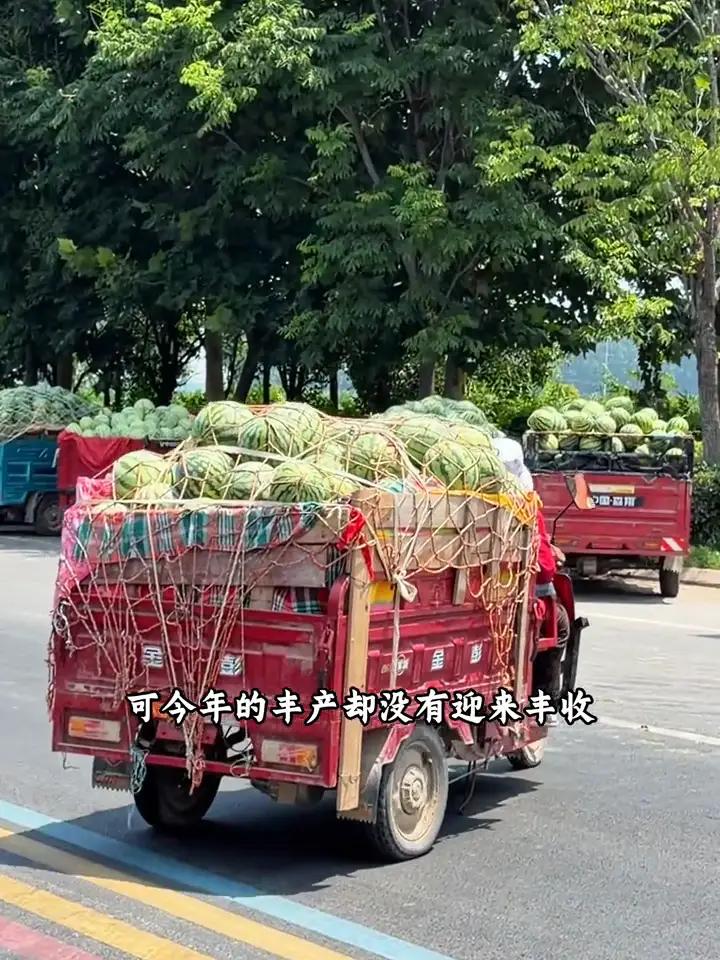 西瓜价格大跳水，吃西瓜的人高兴了。可是瓜农的心拔凉拔凉的了。躲过了旱灾，躲过了涝