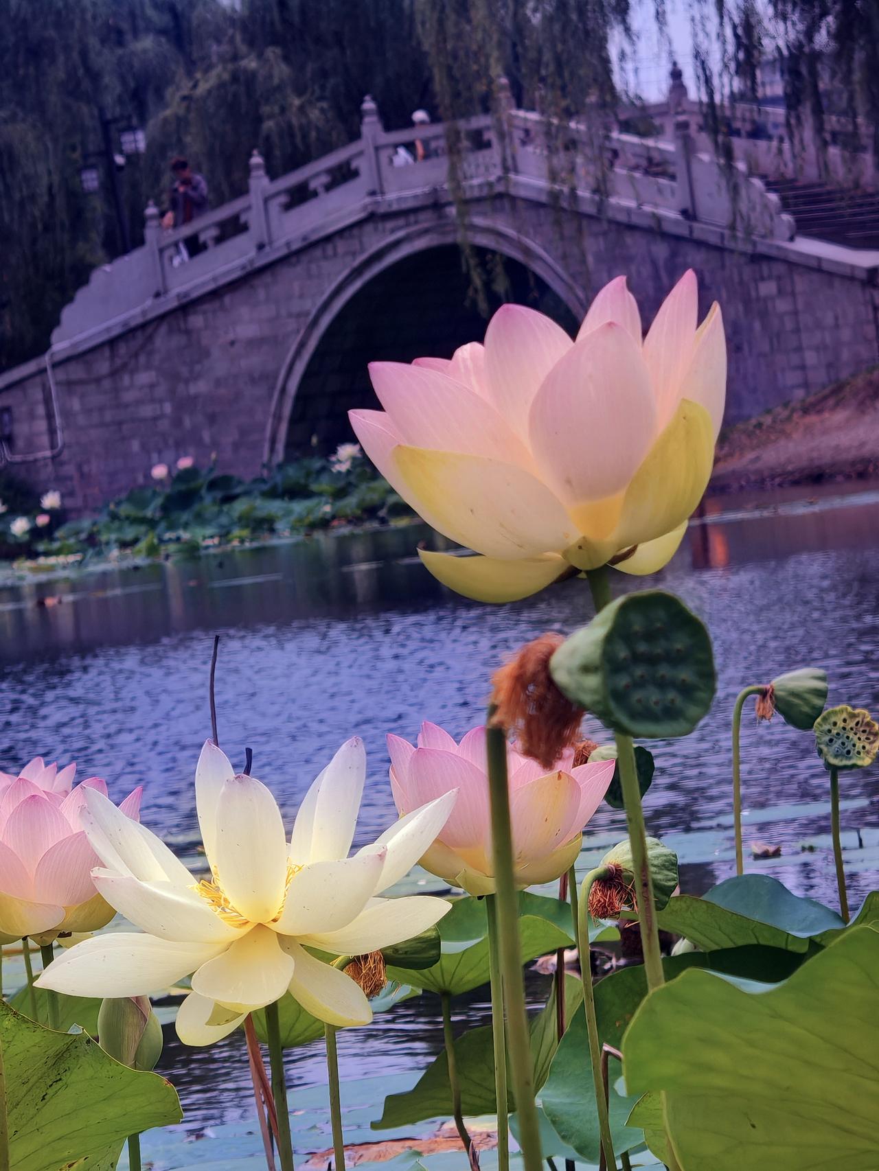 “一看莲花凉一夏”，这话真是太妙了。夏日炎炎，看到莲花那清新的模样，仿佛燥热都被