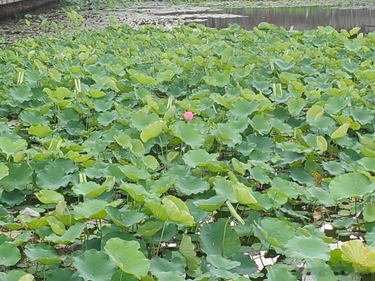 两天没出来，这些花都背着我偷偷开了。 