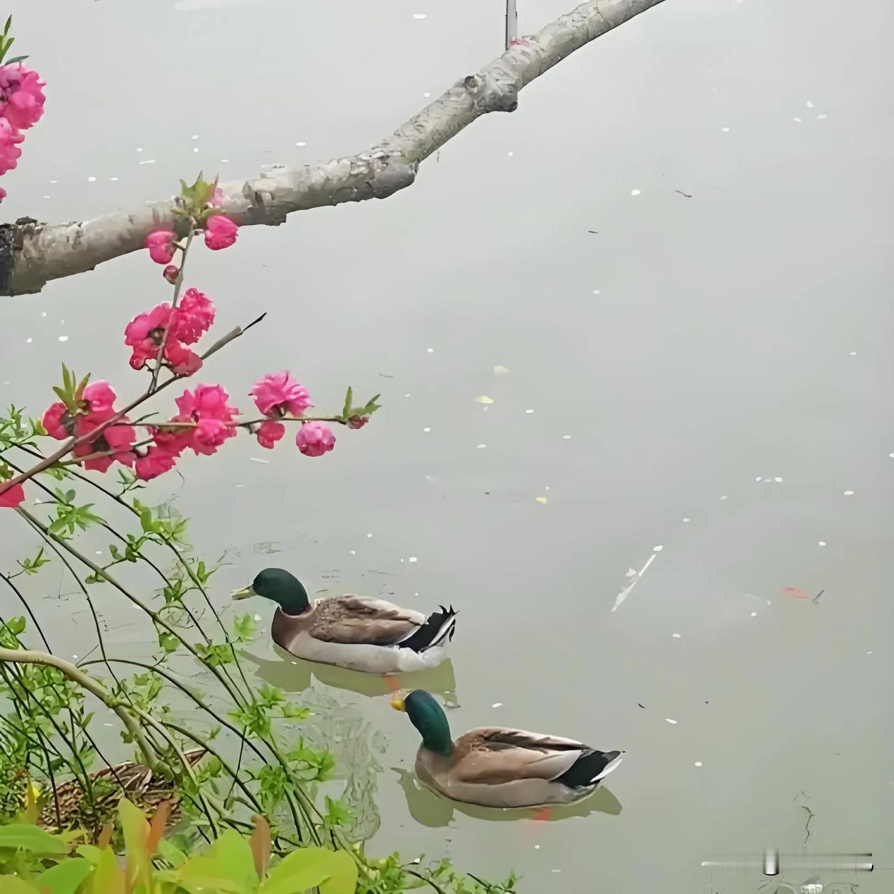 东溪

【宋】梅尧臣

行到东溪看水时，坐临孤屿发船迟。

野凫眠岸有闲意，老树