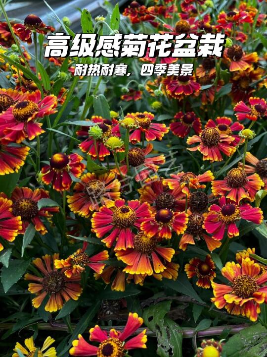 🌼路兮小农民堆心菊，冬季花园的亮色✨
