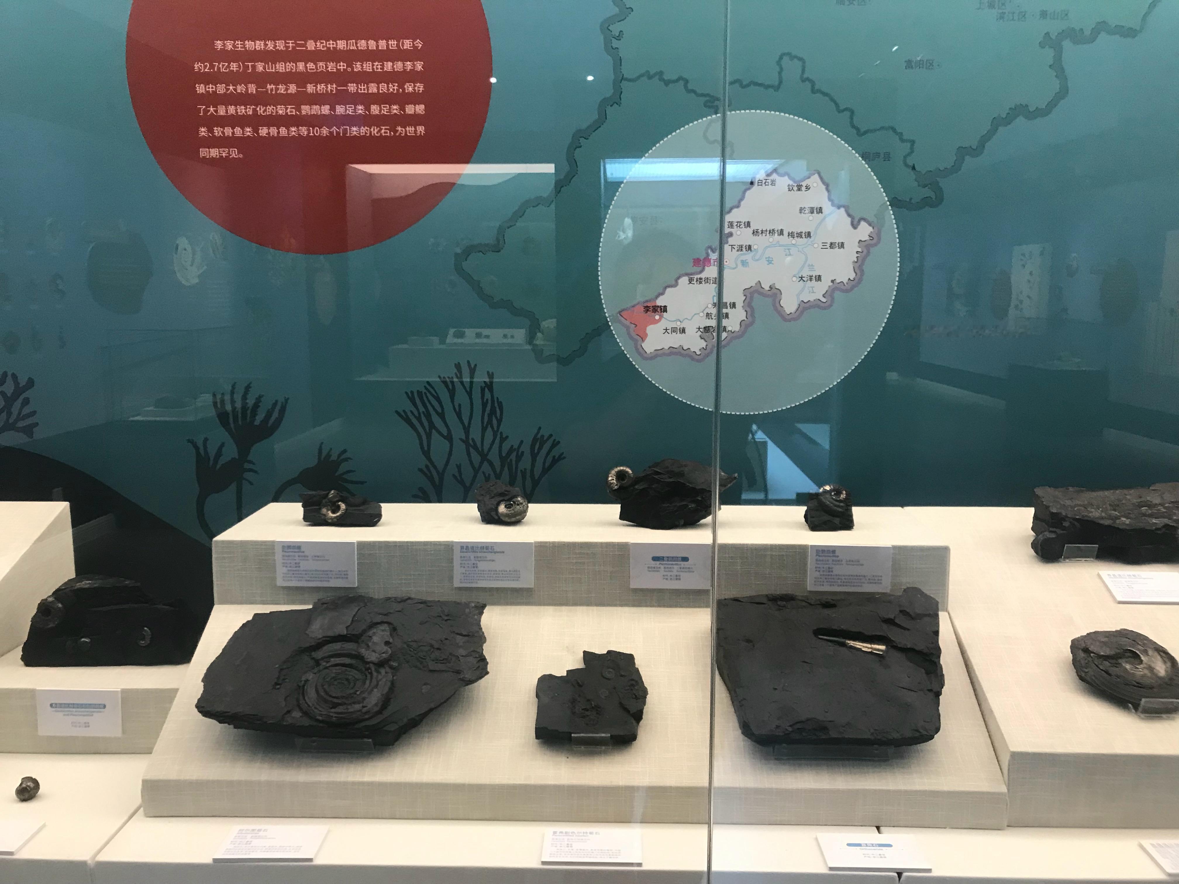 时光螺旋——菊石演化历程展 菊石的演化历程展，好多菊石化石，还有沧龙骨架 杭州·