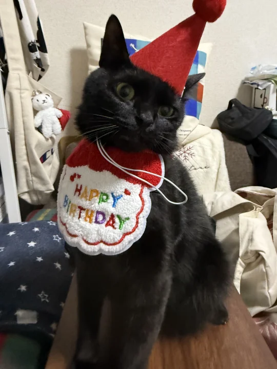 ㊗️🎉小猫三岁生日快乐🎂