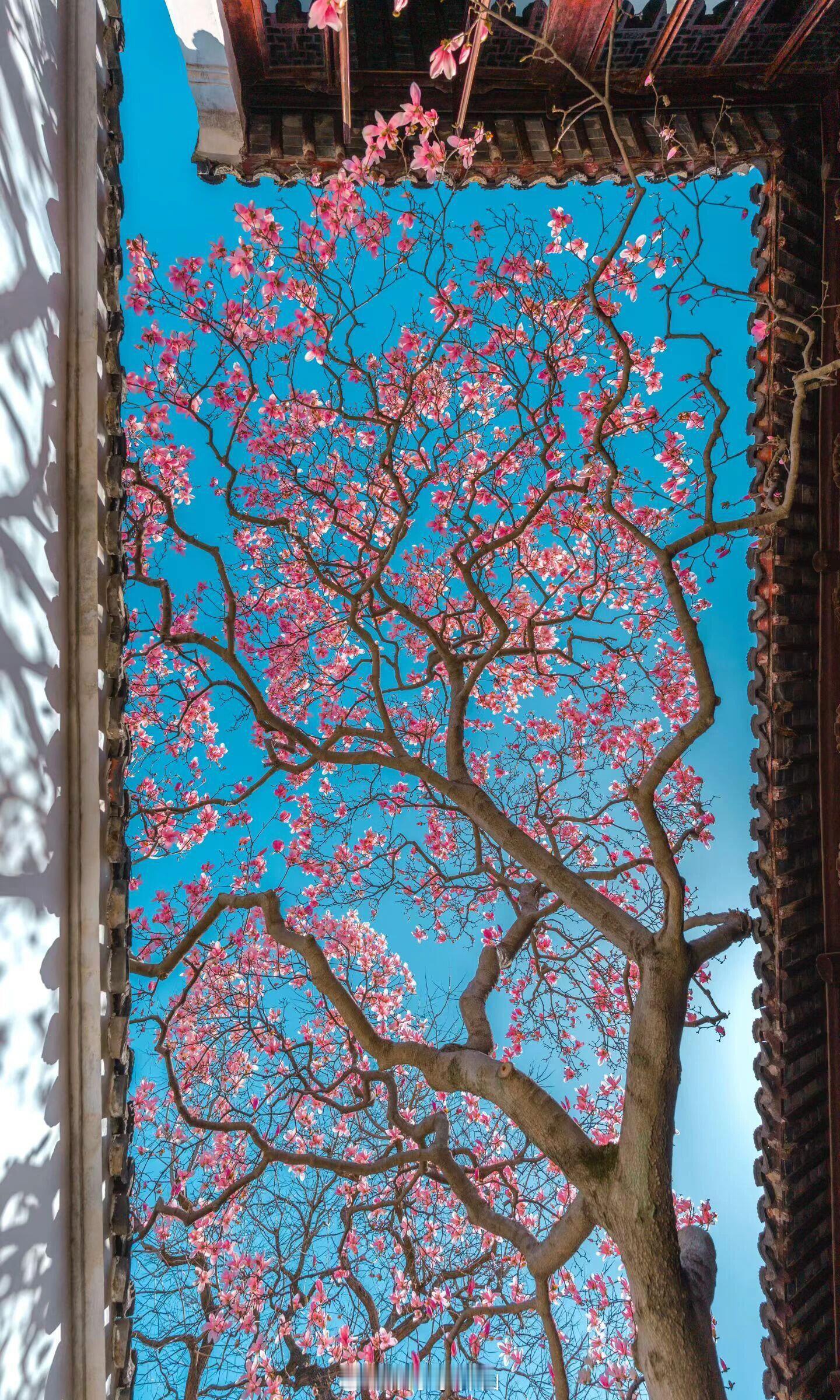 小满节气里的烟火诗意，一树一世界，花是淡粉色的，密密地挤在枝头。逆光看去，花瓣薄
