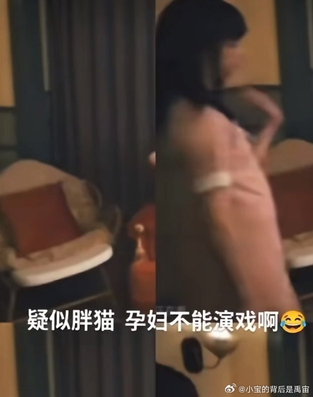 胖猫是怀了谁家的孩子张函瑞
