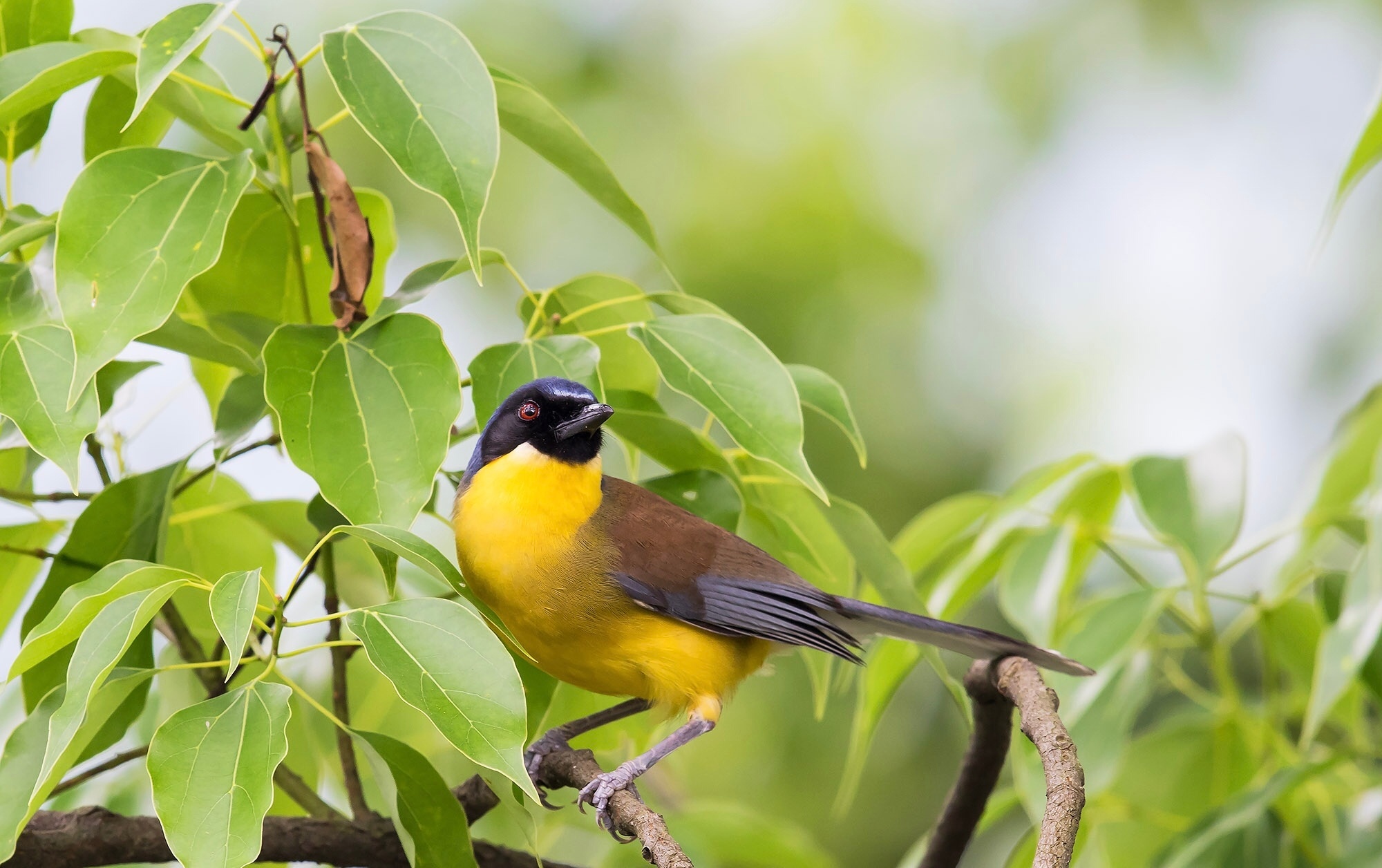 翻到去年拍的黄喉噪鹛，现在看还激动！这小家伙顶着黑帽子、穿着黄肚皮，简直是森林里